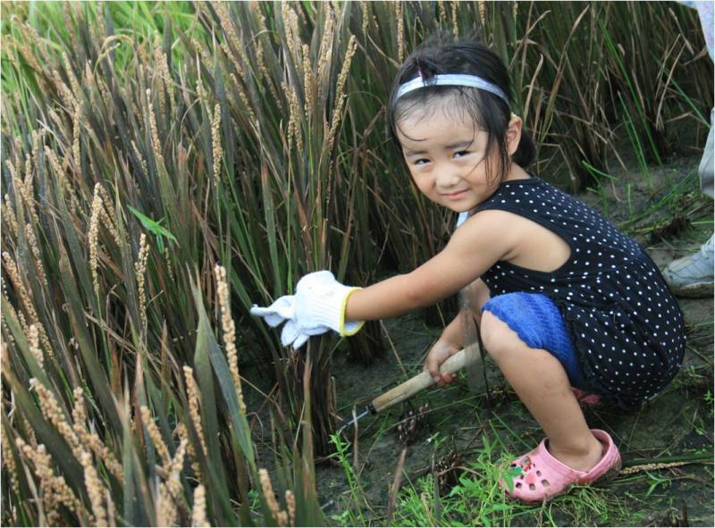 稲刈り中