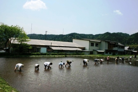 常安おやじの会 平成23年5月21日 田植え
