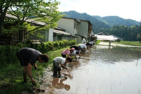 常安おやじの会 平成23年5月21日 田植え