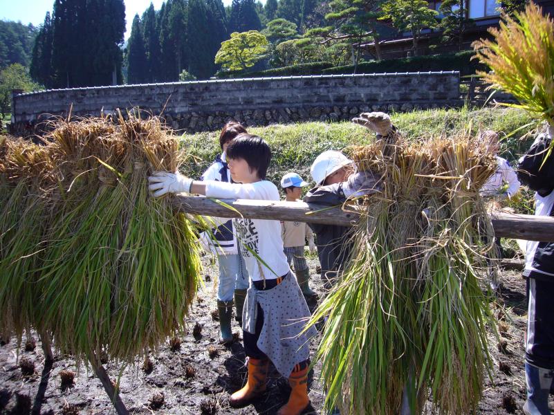 ハサ掛けの様子