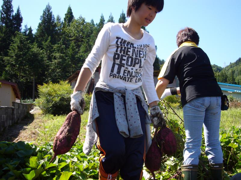 いも掘り