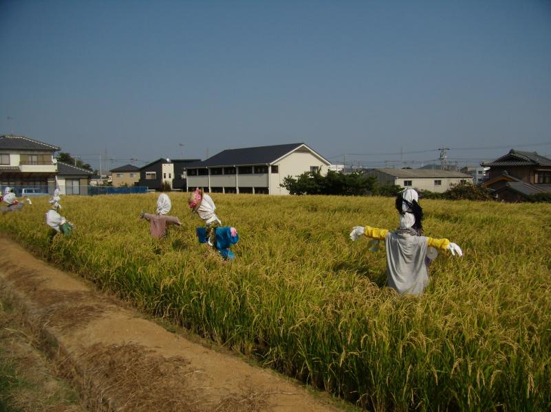 実った稲とかかし