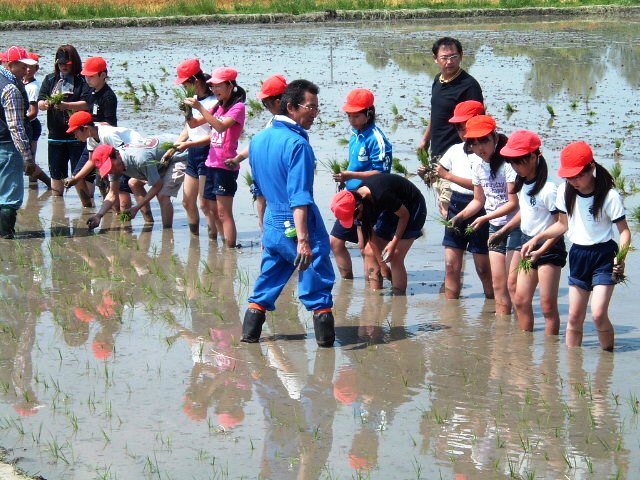 田植えをする小学生１