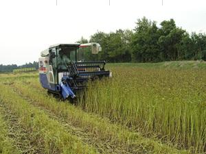 三重県津市「そばの刈りとり」