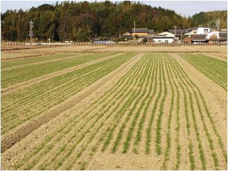 三重県玉城町の小麦