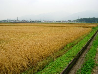 三重県長島町の小麦