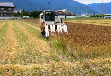 岐阜県神戸町の小麦収穫