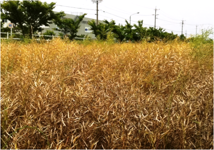 愛知県西尾市一色町生田地区のなたね