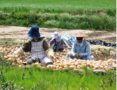 愛知県大府市のたまねぎネット詰め作業