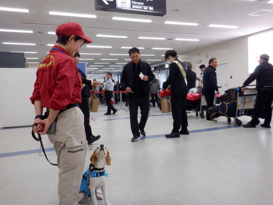 広報キャンペーンに参加している動植物検疫探知犬とハンドラー
