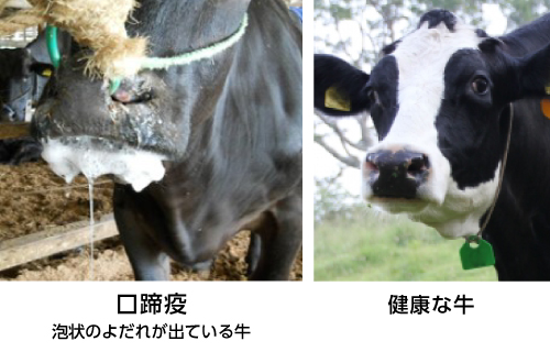 口蹄疫に感染した牛と健康な牛の比較写真