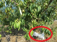 ネットを巻いたモモの樹