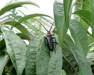 クビアカツヤカミキリの写真