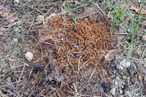 うどん状のフラス