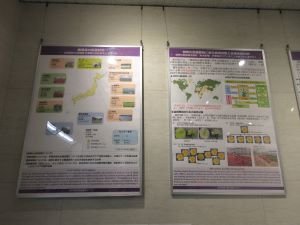 展示画像