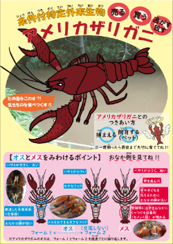 ザリガニ