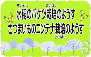 水稲バケツ栽培のようす・さつまいものコンテナ栽培のようす