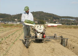 機械によるブロッコリーの植え付け