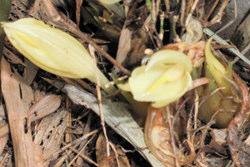 みょうがの花