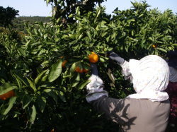 みかんの収穫