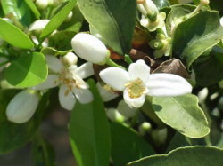みかんの花のアップ