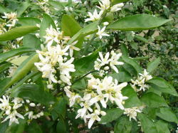 咲きほこるみかんの花