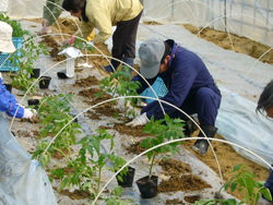 苗の植え付けの様子