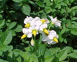 じゃがいもの花