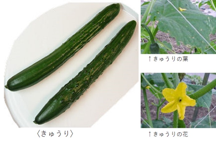 きゅうり