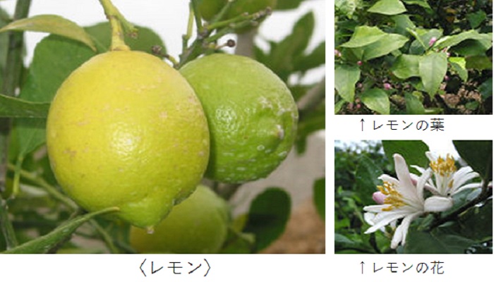 レモン