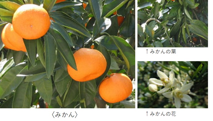 みかん