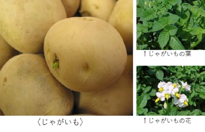 じゃがいも