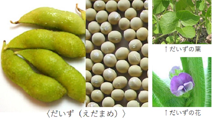 だいず