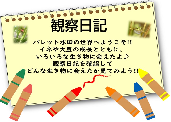 観察日記