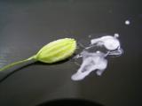 乳熟期の実を潰して白いしるが出ている様子