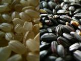 茶色いコシヒカリの玄米と黒っぽいあまむらさきの玄米