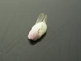かまばちという虫のなかまが、ウンカに寄生していました