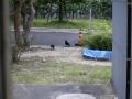 稲穂を引っ張るカラス