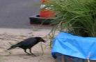 カラスが稲穂をちぎっています。