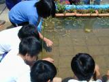 田植えをする様子