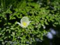 水草の花