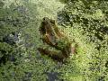 トノサマガエル