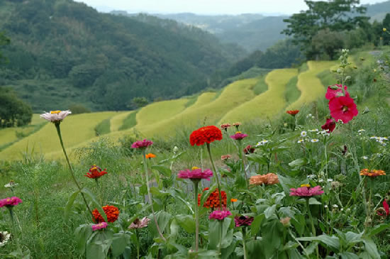 晩夏の棚田（棚田100選）