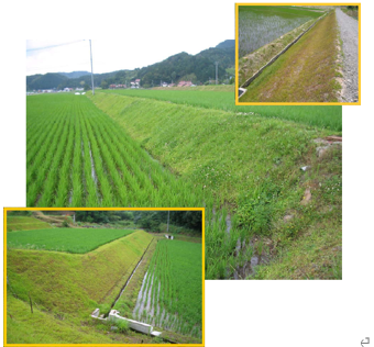 芝が生えた状態