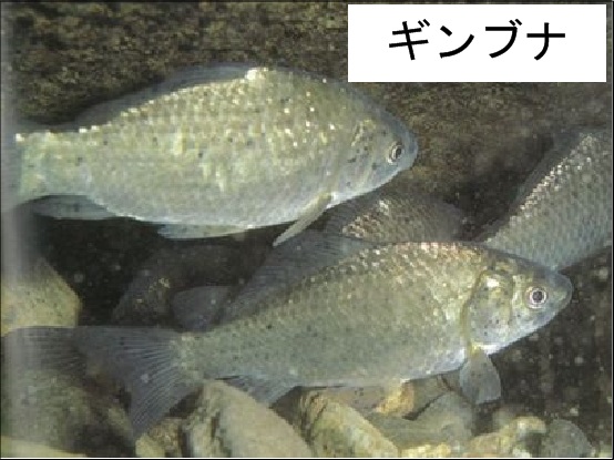 ギンブナ