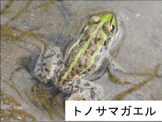 トノサマガエル