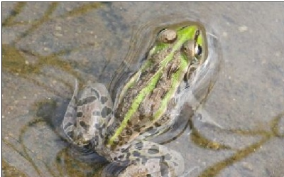 トノサマガエル