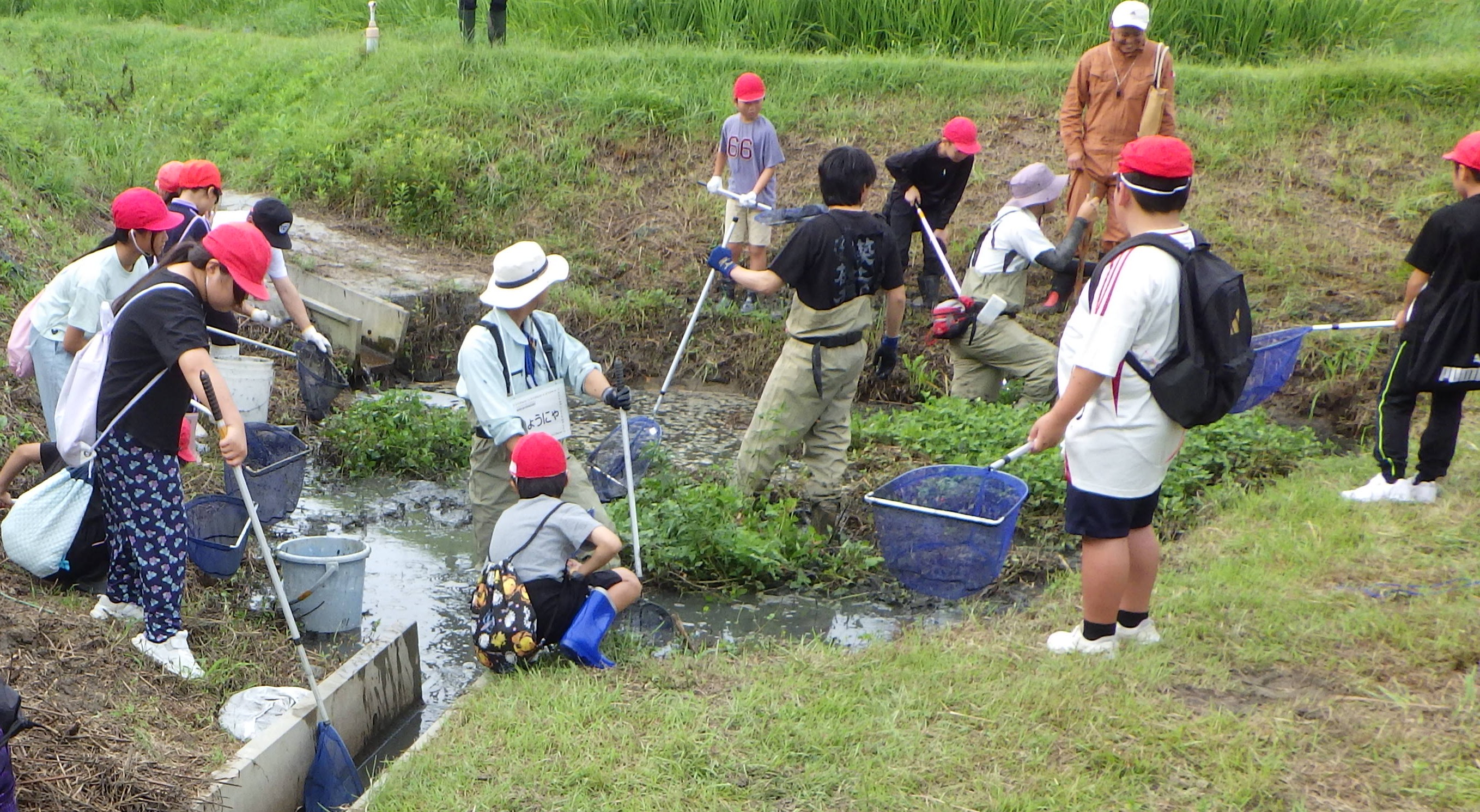生き物採取の様子（ビオトープ）