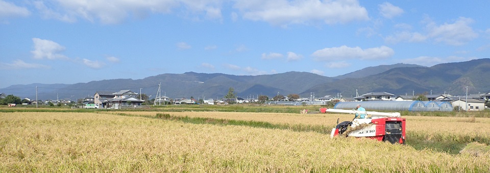 稲刈り