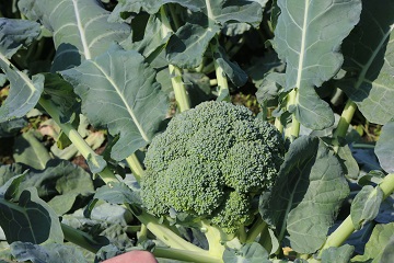 ブロッコリー
